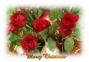 Christmas red roses