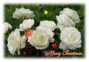 greeting card flowers