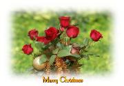 red roses