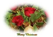 red roses