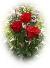 red roses