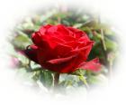red rose