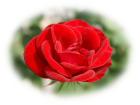 red rose
