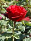 red rose