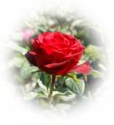 red rose eCard