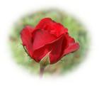 Red rose photo