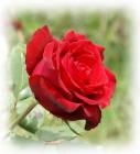Red rose photo