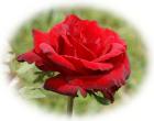 Red rose photo