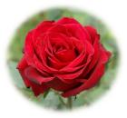 Red rose photo
