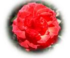 red rose eCard