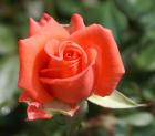 beautiful red roses eCard