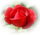 beautiful red rose
