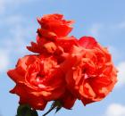 beautiful red roses