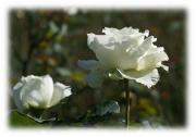 white rose eCard