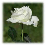 white rose eCard