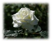 White rose photos