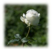 White rose photos