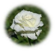 white rose eCard