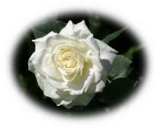white rose eCard