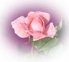 Free ecards pink rose - free pink rose eCard by eMail
