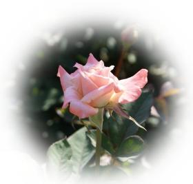 Free eCard pink rose