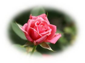 Free eCard pink rose