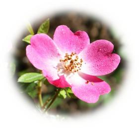 Free eCard wild pink rose - wild pink roses greeting cards