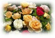 eCards most beautiful roses