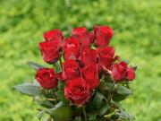 beautiful red roses of love