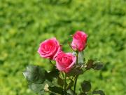 beautiful pink roses of love