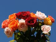 beautiful red, orange and pink roses