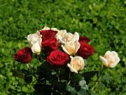 red and pink roses of love