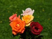 red, orange, yellow, pink and red roses