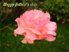 Father's day LoveCards pink rose - free eCards by eMail to say *happy fathersday*