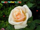 Father's day LoveCards peach rose - free eCards by eMail to say *happy fathersday*