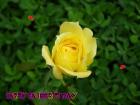 Father's day LoveCards yellow rose - free eCards by eMail to say *happy fathersday*