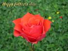 Father's day LoveCards red rose - free eCards by eMail to say *happy fathersday*