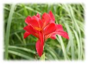 red canna indica