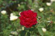 Dunkelrote Tropen-Rose