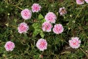 soft pink moss roses - portulaca flower