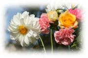 Dahlia, carnation, rose