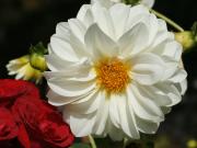 White Dahlia with red rose