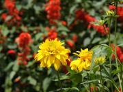 Gelbe tropische Blume