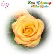Geburtstag Glückwünsche - Grusskarte zum Geburtstag Aprikose Rose