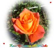 Geburtstag Glückwünsche - Grusskarte zum Geburtstag rote Rose