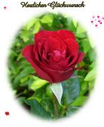 Geburtstag Glückwünsche - Grusskarte zum Geburtstag rote Rose