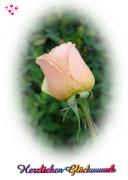 Geburtstag Glückwünsche - Grusskarte zum Geburtstag Pfirsich Rose