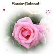 Geburtstag Glückwünsche - Grusskarte zum Geburtstag rosa Rose