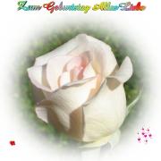 Geburtstag Glückwünsche - Grusskarte zum Geburtstag rosa Rose