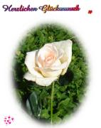 Geburtstag Glückwünsche - Grusskarte zum Geburtstag rosa Rose